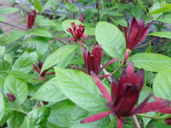 DSC00112.JPG