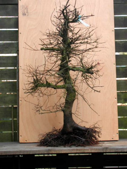 Zelkova serrata - meine "Beute" aus Enger, nach entfernen des Lehmballens. Wurzelansatz hat Macken, ist aber m.E. korrigierbar.