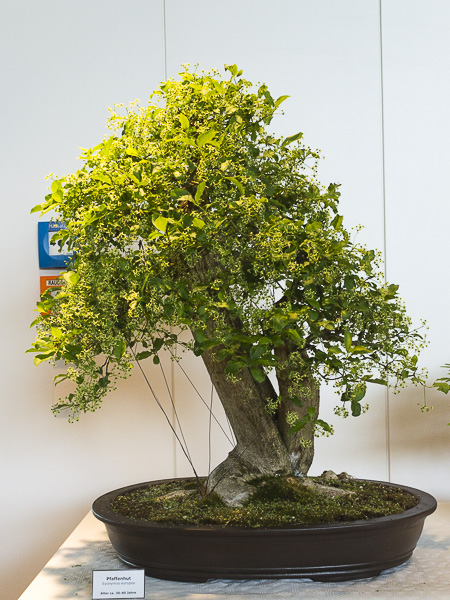 DSC_4001.jpg