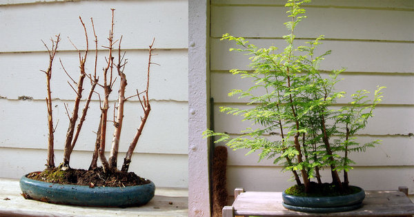 das Ausgangsmaterial: Metasequoia-Wäldchen 2010 und 2011