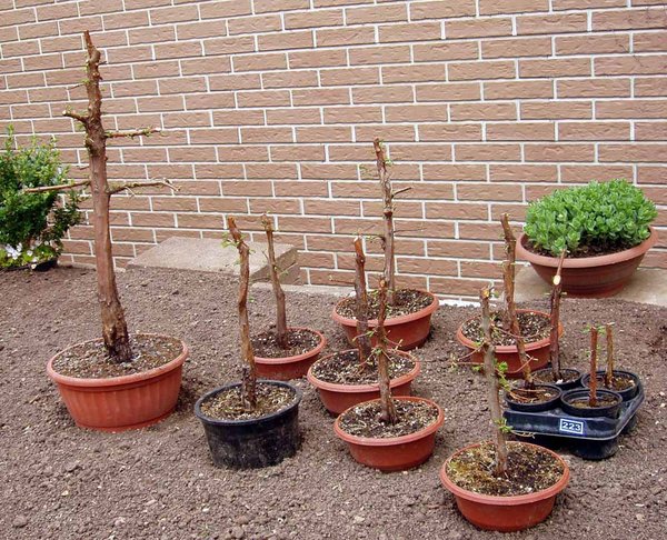 die vereinzelten Bäume nach dem zweiten Umtopfen Frühjahr 2013