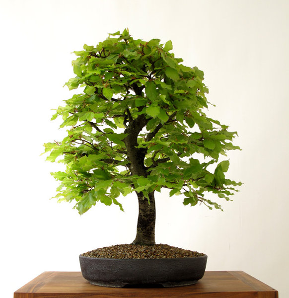 Der Baum im vollen Laub