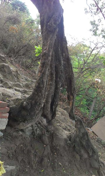 Nebari