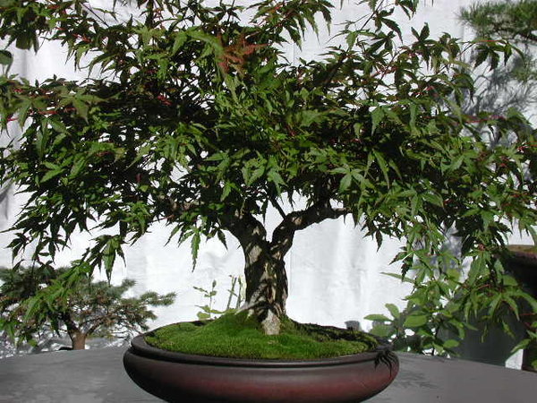 Seigen_Sept_2004.JPG