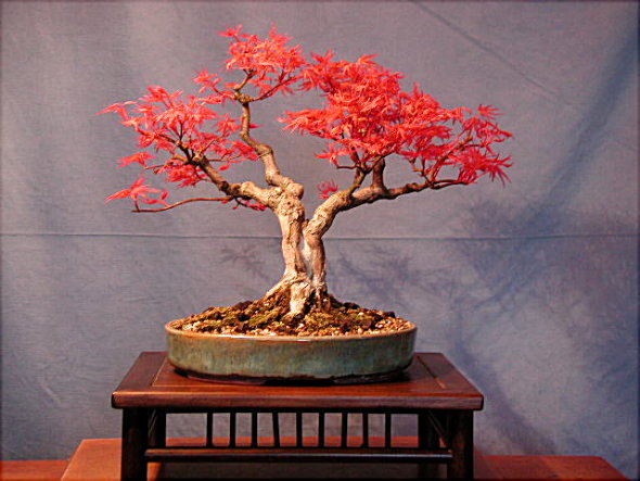 Seigen_Mai_2006_k.jpg