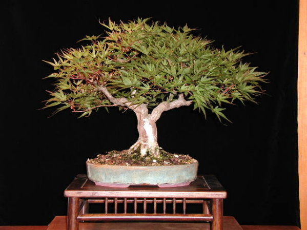Seigen_Aug_2006_k.jpg