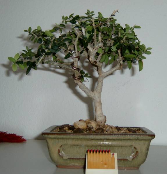 Mini-Olive.jpg
