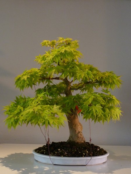 Mai 2014