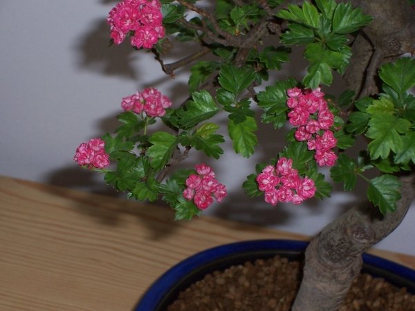 Blüten.jpg