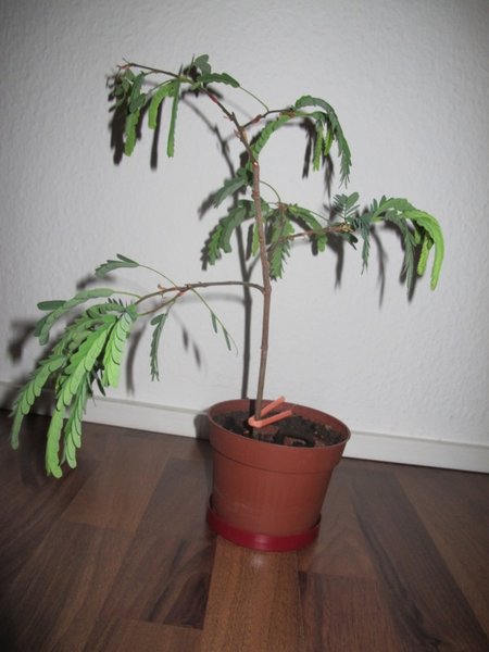 Tamarinde 3.JPG