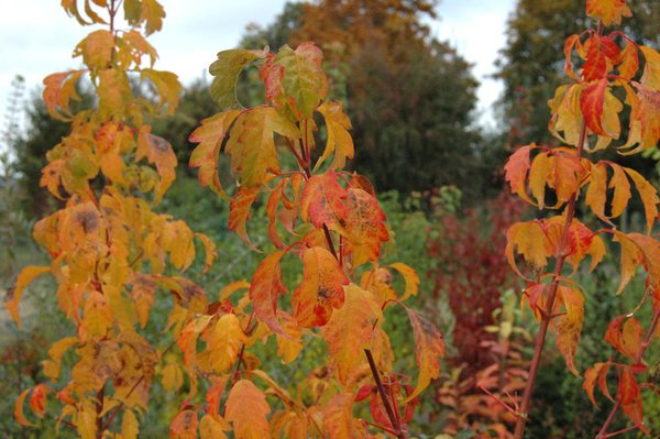 Herrlich Herbstfärbung