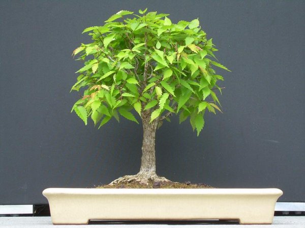 Die Schale steht (jetzt noch) vor dem Baum, deshalb scheint der Baum zu klein
