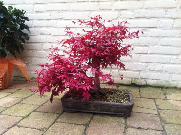 Foto 2.JPG