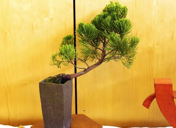 japan. Wacholder