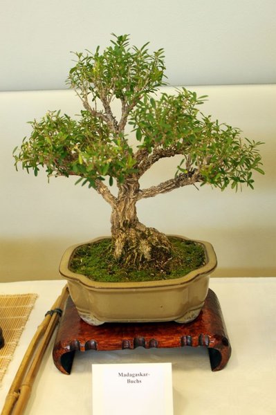Madagaskar Buchsbaum