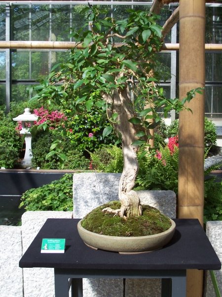 13. schöne Bougainville.jpg
