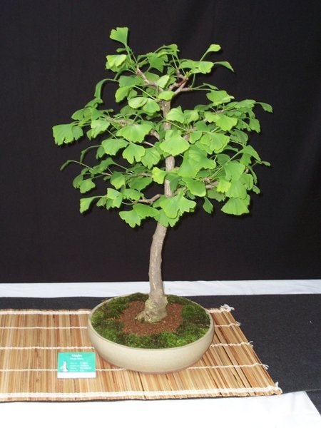 22. Gingko.jpg