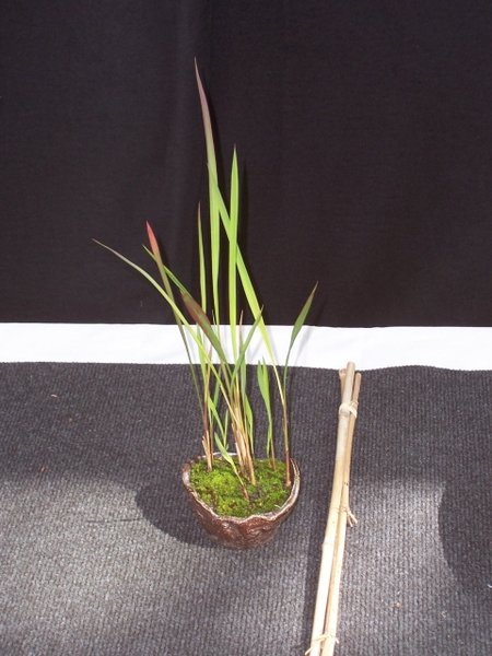 42. Japangras.jpg