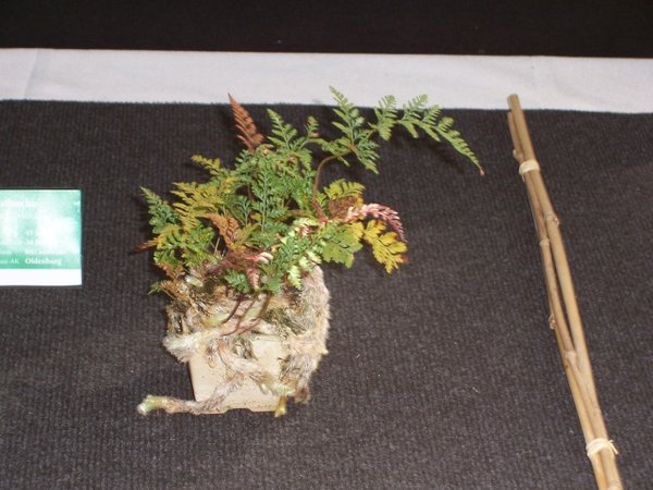 43. Hasenpfotenfarn.jpg