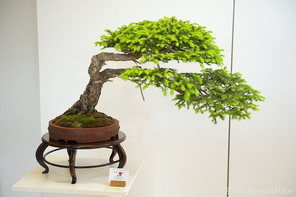 bonsai-club-tirol-Ausstellung-2014-Frühjahr-89.jpg