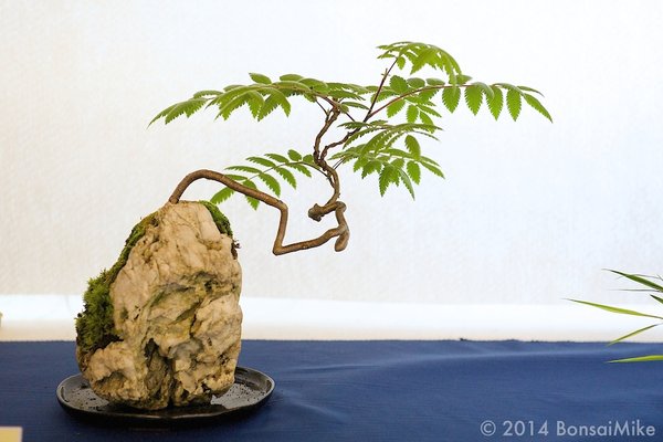 bonsai-club-tirol-Ausstellung-2014-Frühjahr-21.jpg