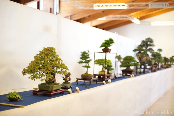 bonsai-club-tirol-Ausstellung-2014-Frühjahr-49.jpg