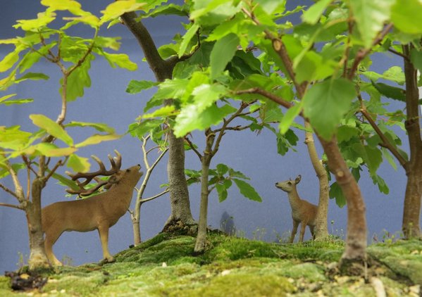 Der röhrende Hirsch wurde endlich gehört.