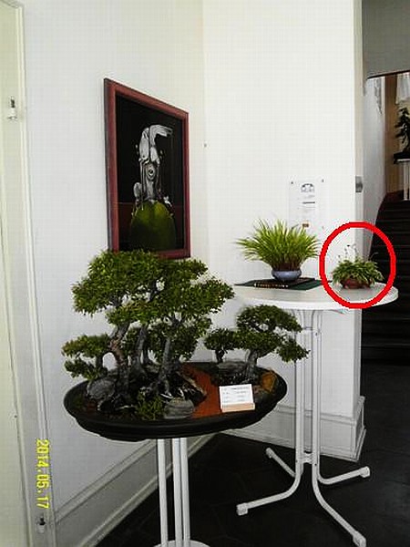 Lorsch_Frage_Hosta.jpg