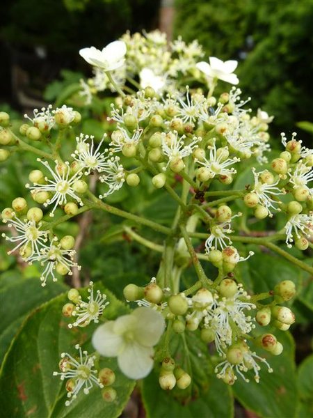 Hortensie (1) (Individuell).JPG