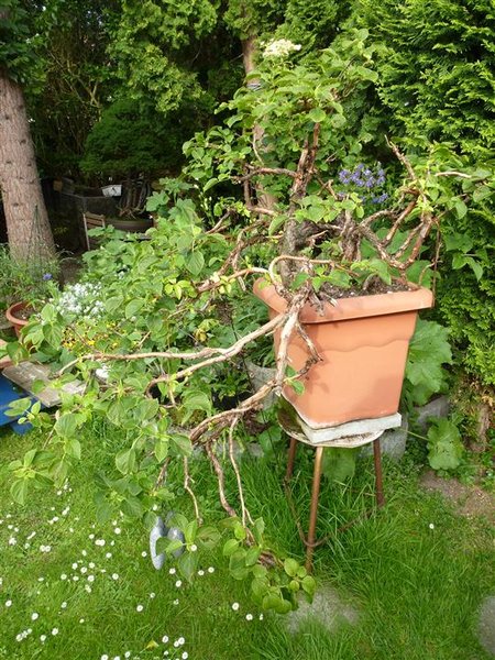 Hortensie (3) (Individuell).JPG