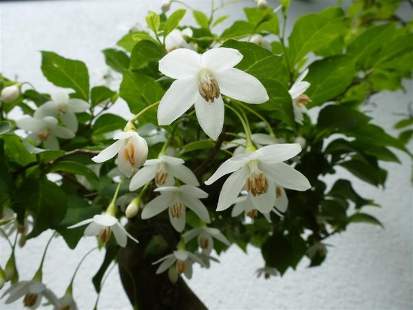 Schneeglöckchen (8) (Individuell).JPG
