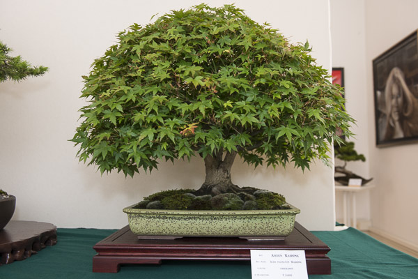 20140517-_DSC6272.jpg