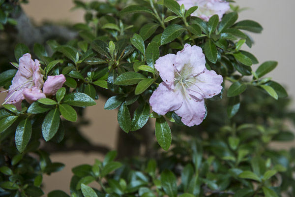 20140517-_DSC6308.jpg