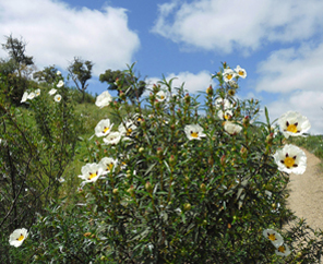 Cistus-ladaniferus.jpg