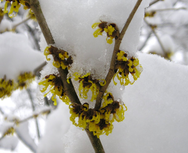 0305200603Hamamelis.jpg