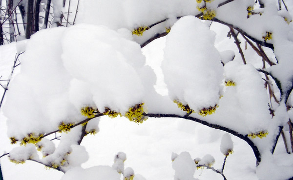 0305200604Hamamelis.jpg