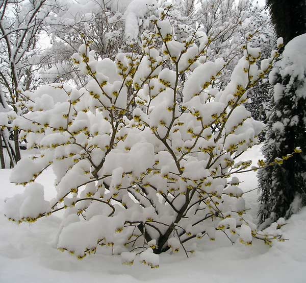 0305200601Hamamelis.jpg