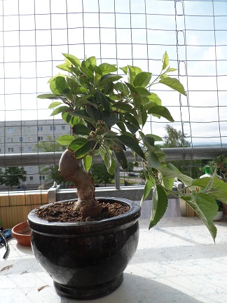 apfel 004.JPG