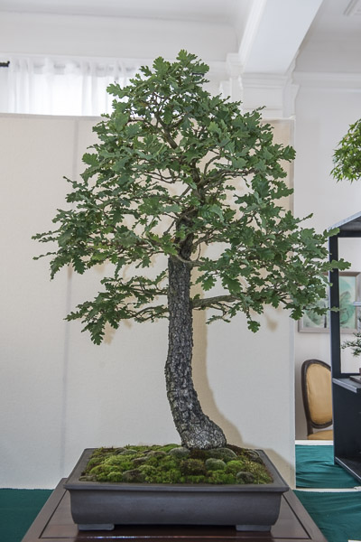 20140517-_DSC6250.jpg