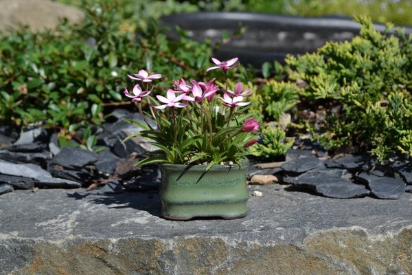 Rhodohypoxis Midori