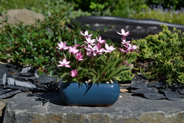 Rhodohypoxis Midori