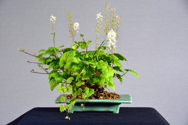 Schaumblüte