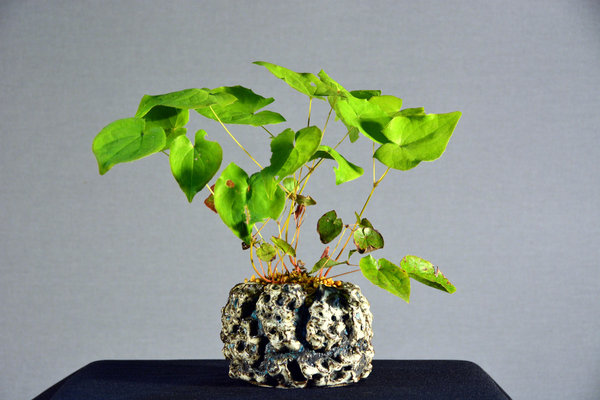 Epimedium