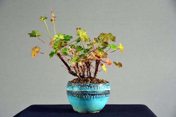 Geranium