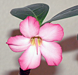 Blüte.jpg