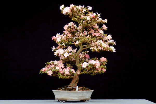 Satzuki Azalee Hitomaru