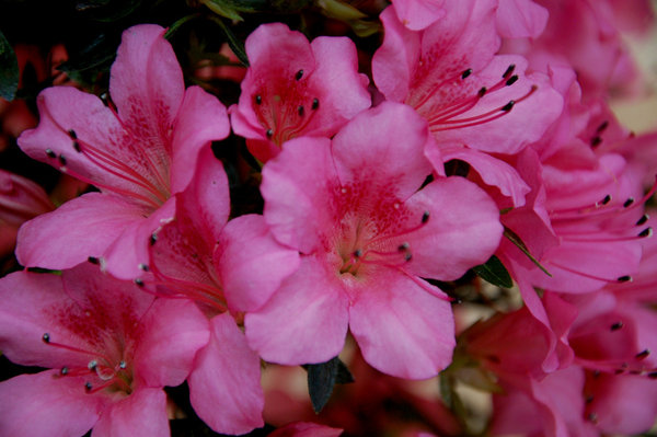 53-Blüte.jpg