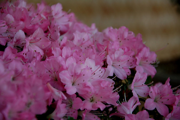 54-Blüte.jpg