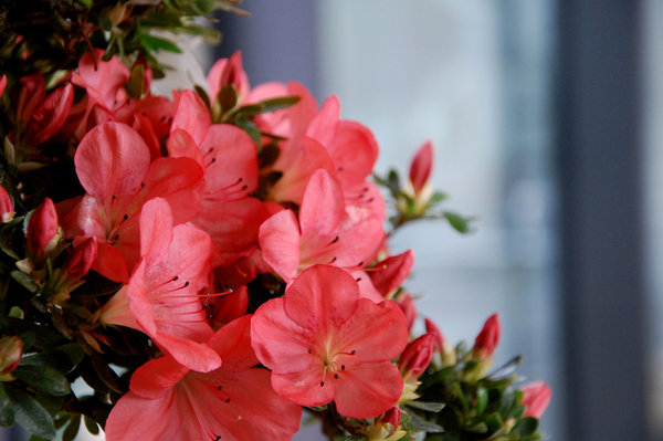 55-Blüte.jpg