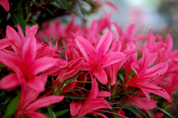57-Blüte.jpg